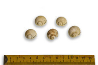 F 12113
<br/>
<br/>
<em></em>